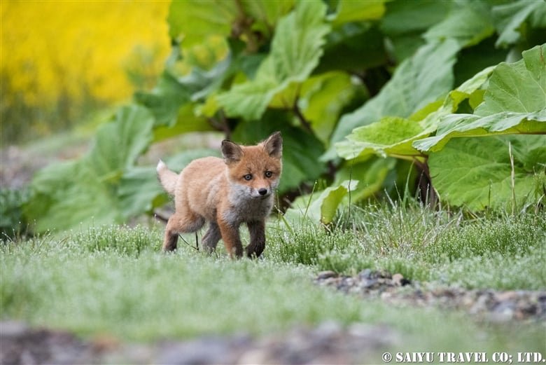 🦊 북방여우 목장(키타키츠네 보쿠조) 이미지 4